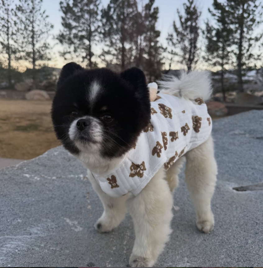 Luna, Maltipoo · 1 yr
