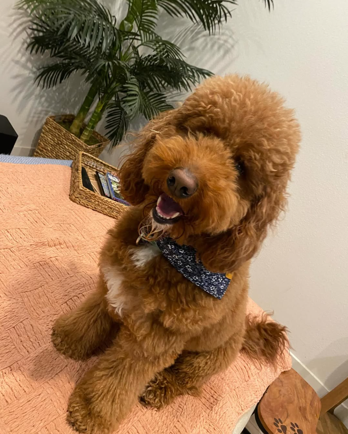 Poppy, Cavalier · 3 yrs
